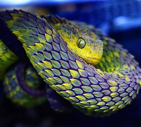 African Snakes Bush Vipers Viper Snake Pit Viper Reptiles And