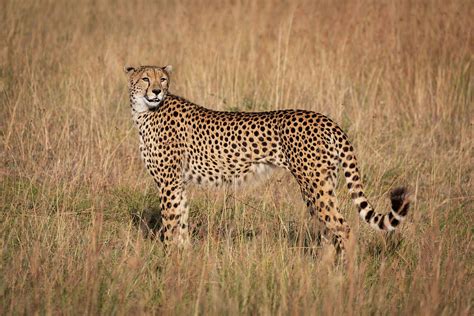 Cheetah In Profile Looks Back In Grass Photograph By Ndp Fine Art America
