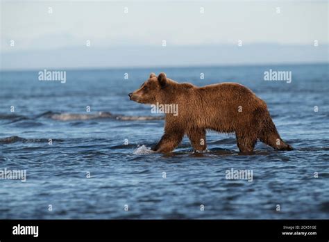 Alaskan Coastal Brown Bear Lake Clark National Park Stock Photo Alamy