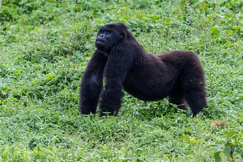 Grauers Gorillas Grace Gorilla Rehabilitation And Conservation
