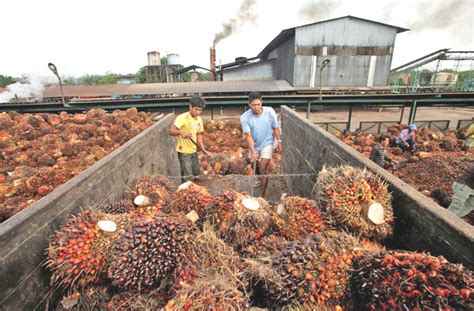 The company is engaged in the cultivation of oil palms and the operations of palm oil mills. Indonesia to challenge 'discriminative' EU directive on ...