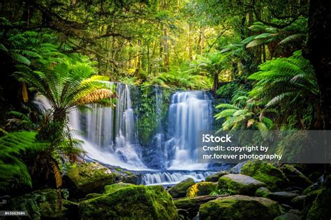 The Horseshoe Falls At The Mt Field National Park Tasmania Australia