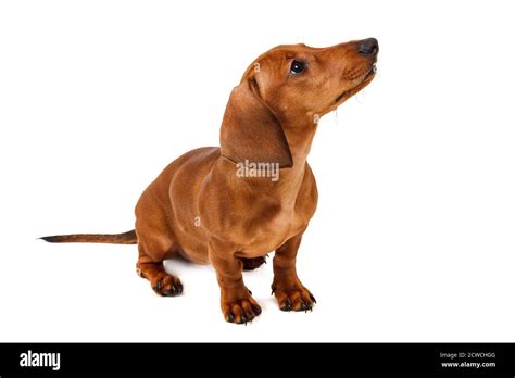 Puppy Breed Smooth Haired Dachshund Isolated On White Background Red