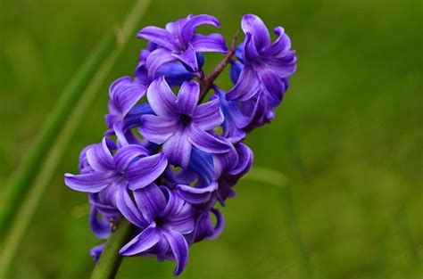 Purple is a mixture of blue and red and, thus, sits between the two in the color wheel. 34 Different Types of Purple Flowers for Your Garden ...