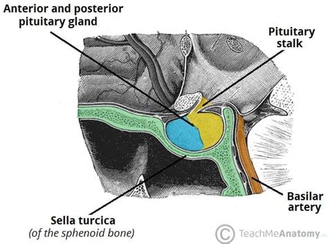 Posterior Pituitary Teachmephysiology