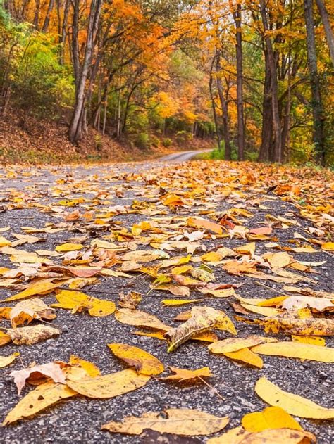 This Little Known Town Has The Best Fall Foliage In Kentucky