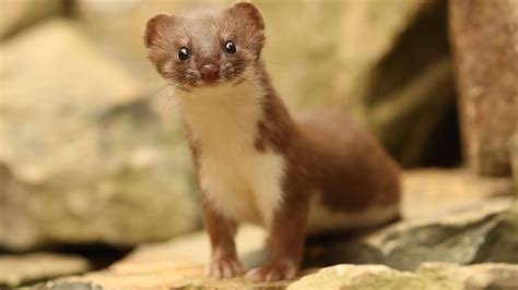 Bbc Two Natural World Twiz The Story Of An Adorable Rescue Weasel