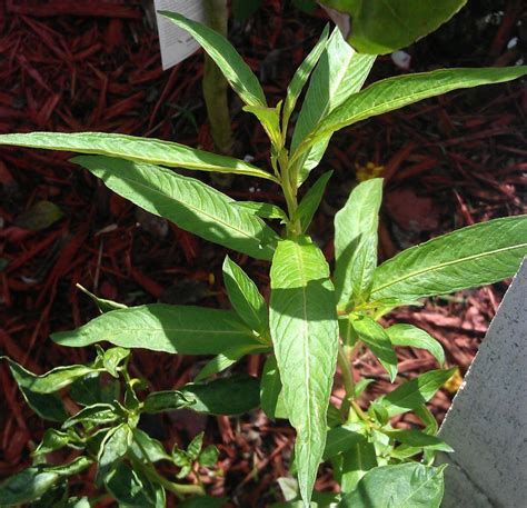 This Plant With Long Thin Leaves Is Growing Near My Herbs And Peppers