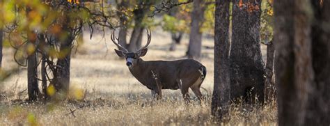 California Blacktail Deer Hunting Guides And Outfitters