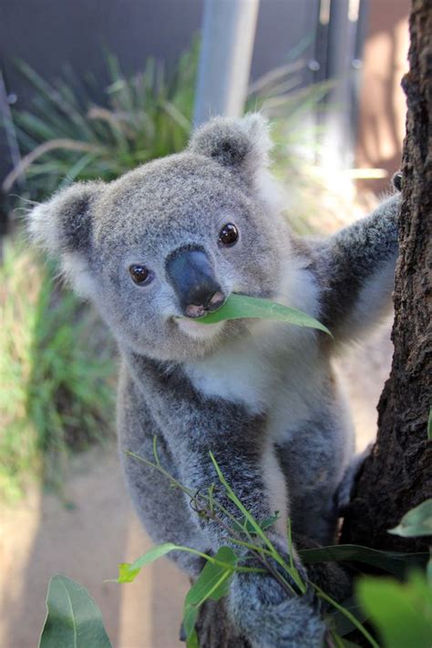 They buy a zoo, very, very easily. Kissing Koalas at Taronga Zoo - ZooBorns