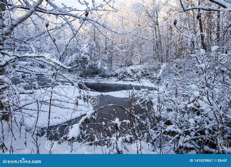 Michigan Winter Wonderland Forest Scene Stock Image Image Of Midwest