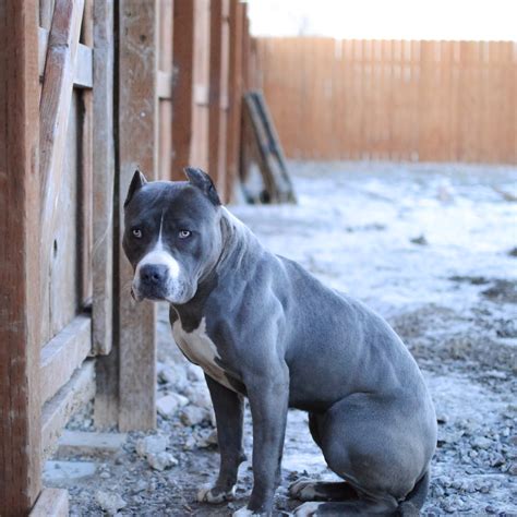 9 Things You Should “nose” About The Blue Nose Pitbull Animalso