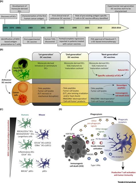 Cancer immunotherapy via dendritic cells. Integrating Next-Generation Dendritic Cell Vaccines into ...