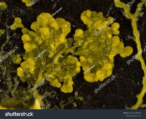Closeup Plasmodium Yellow Slime Mould Slime Stock Photo 2075400001
