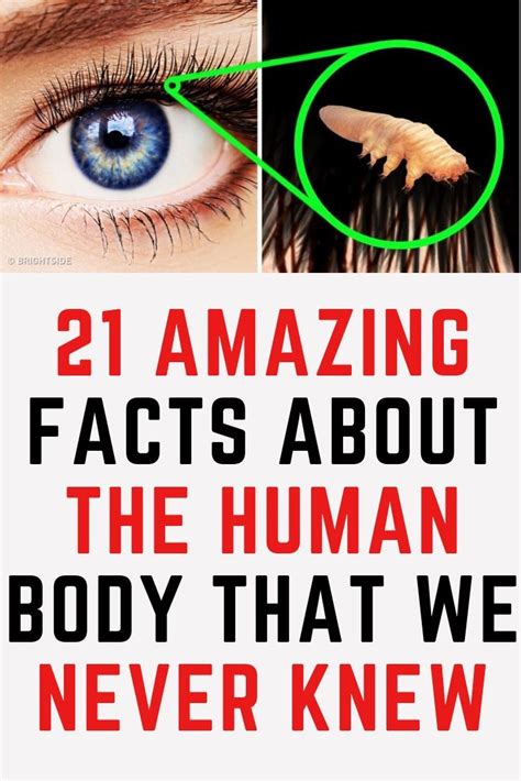 21 Amazing Facts About The Human Body That We Never Knew Human Body