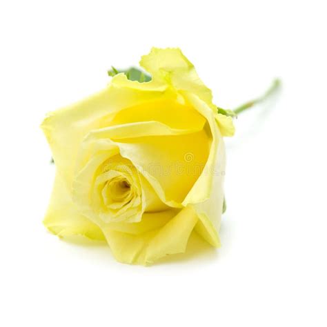 Pale Yellow And Green Rose Isolated Stock Photo Image Of Perfection