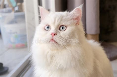Persian Doll Face Chinchilla White Cat Fluffy Cute Pet