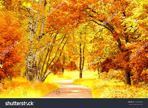 Autumn Leaves Woods Landscape Stock Photo 103084886 Shutterstock