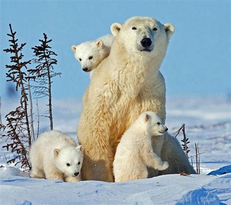 Adorable Moment Polar Bear Mother Emerges With Her Three Cubs Into The