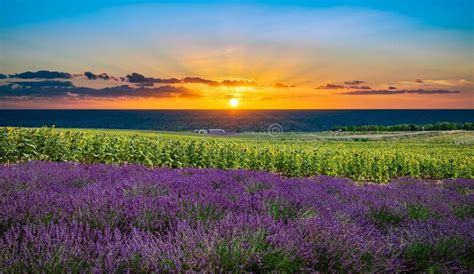 Sunset At Purple Lavender Field In The Provence France Summer