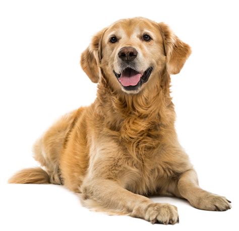 Golden Retriever Puppy | Golden retriever, Dogs golden retriever, Golden retriever puppy