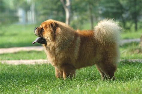 The 12 Fluffiest Dogs Ever Fluffy Dogs Fluffy Dog Breeds Dog Breeds