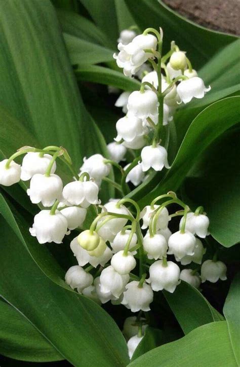 Bright Morning Star Lily Of The Valley Flowers Flower Cottage Spring