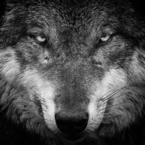 Grey Wolf Forum Avatar Profile Photo Id 247829