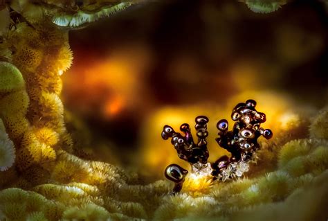 Strange And Beautiful Things Under A Microscope In Pictures Nikon