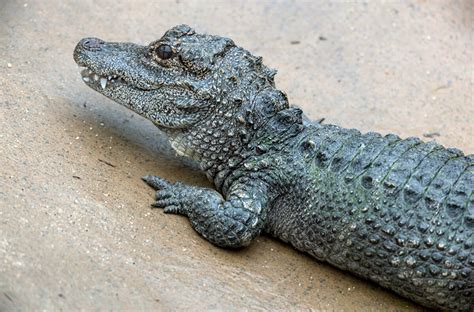 Crocodilian San Diego Zoo Animals And Plants