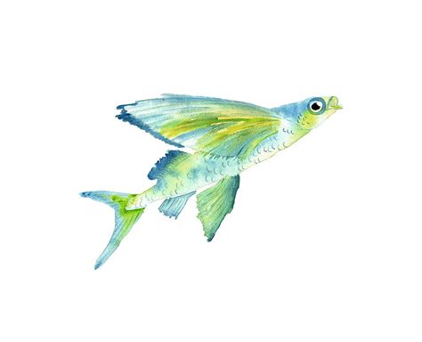 Flying Fish Or Exocoetidae Painting By Stephanie Nessen Fine Art America