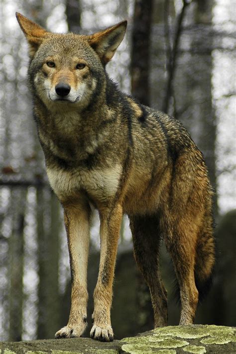 North Carolina Red Wolves Wild America Pinterest