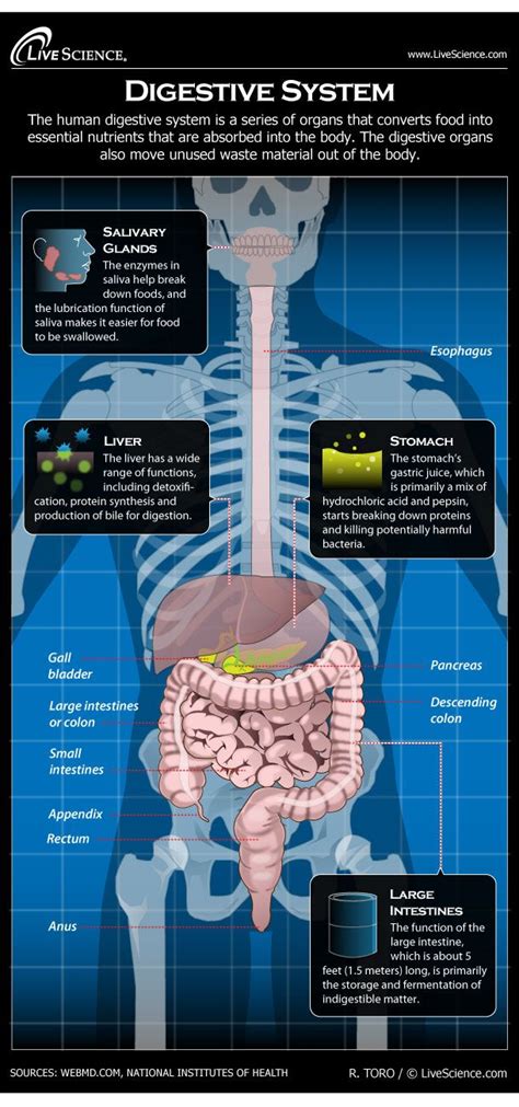 These organs differ in size, shape, location and function. Human Digestive System - Diagram - How It Works | Live Science