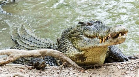 Atenção cenas fortes Crocodilo gigante devora cachorro vivo em rio