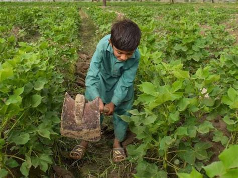 پاکستان کے زرعی شعبے میں چائلڈ لیبر کی تعداد سب سے زیادہ ایکسپریس اردو