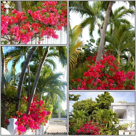 Here are the top 10 flowering trees sold from the arbor day tree nursery , in order of the most popular. Recollections of a Vagabonde: Flowers in Key West, Florida ...
