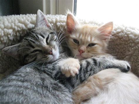 17 Of The Best Pictures Of Kittens Hugging