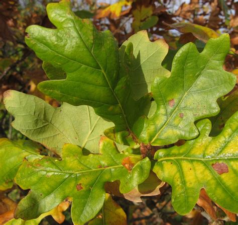 Dublin Flora Quercus Robur