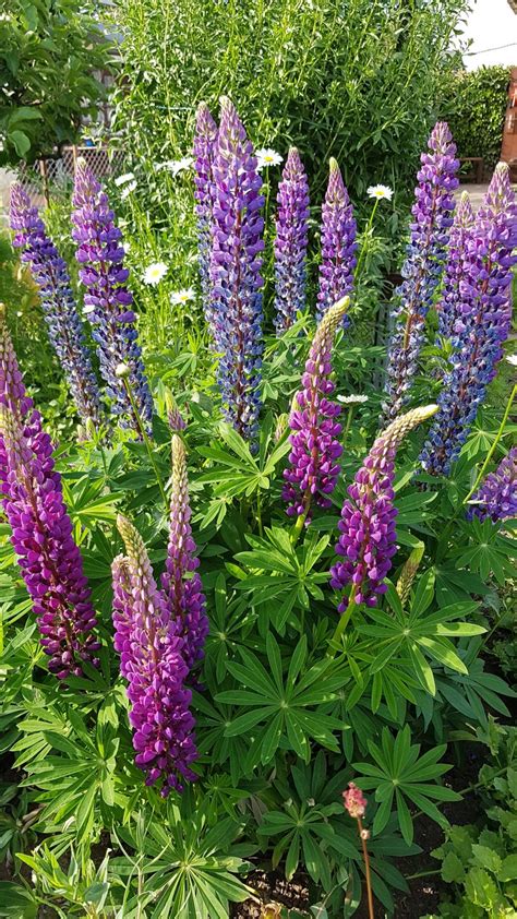 Dann mit den beiden rosa farbtönen die blütenpunkte setzten und wieder gut trocknen lassen (ca. Lupinen - prächtige Kerzen im Garten