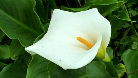 Arum Lily Zantedeschia Aethiopica Araceae Andreas Kay Flickr