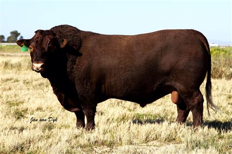 Sussex National Sale 18 August 11am Bloem Show Grounds Lot 14 Bull Ajs1123 By Nollie Stofberg