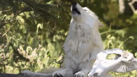 The perfect caramelldansen wolf anime animated gif for your conversation. White Wolf GIF - White Wolf Howling - Discover & Share GIFs