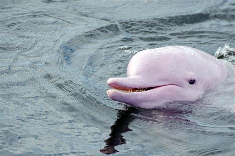 5 Facts About The Amazon Pink River Dolphin