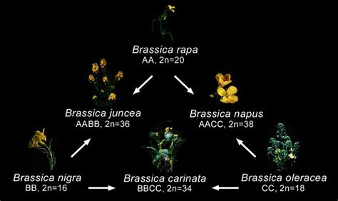 The Brassica Triangle Of Species As Described By U N 1935