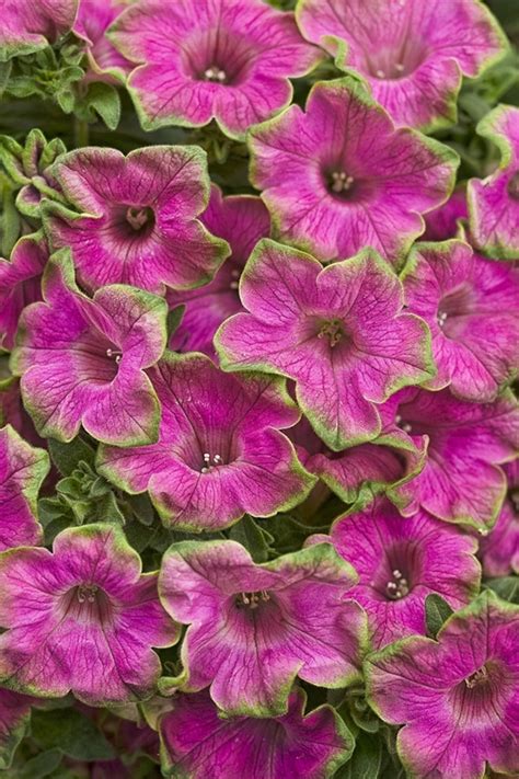 Petunias 6 Unique Varieties To Plant In Your Garden Deja Vue Designs