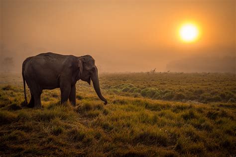 Фотографии Слоны savanna Туман солнца Трава Животные