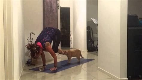 Yogi Cat The Stalker Yoga Alcohol Challenge With A Tickle Leisa