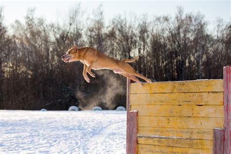 How High Can Terriers Jump