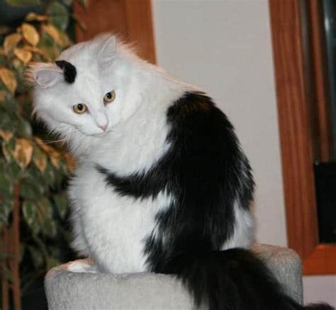 20 Cat Markings Cool Cats With Fur Markings Cats In Care