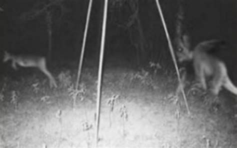 Viral Videos Creepy Trail Cam Pictures Best Camo Clothing Reviews